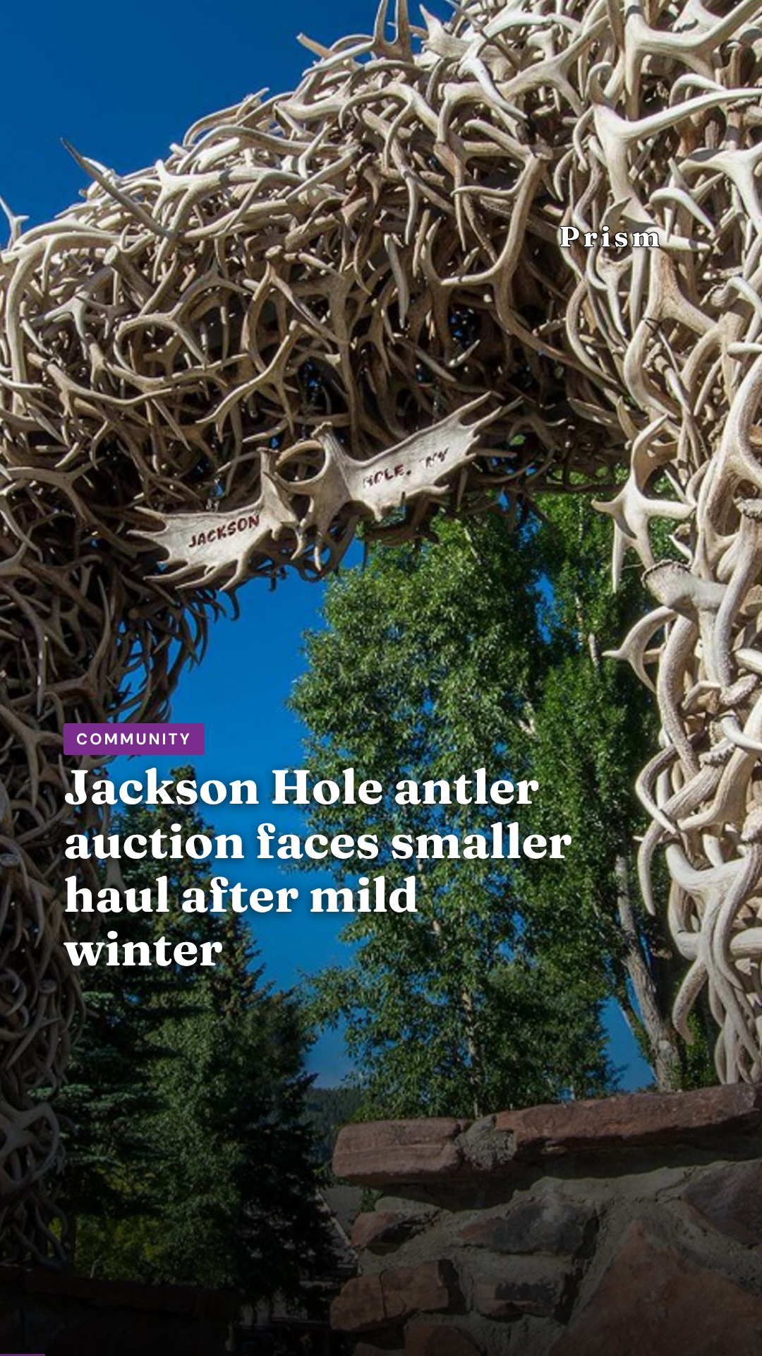 Jackson Hole antler auction faces smaller haul after mild winter