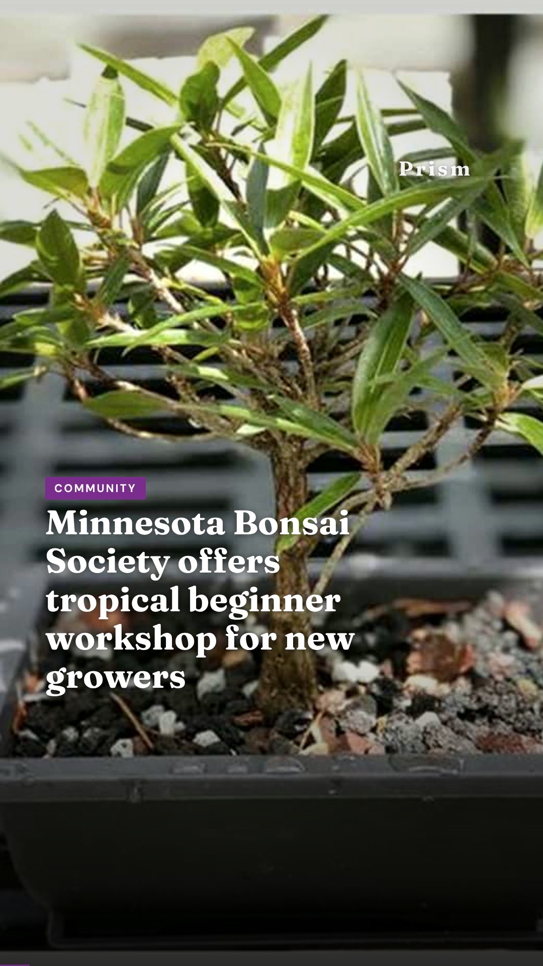 Minnesota Bonsai Society offers tropical beginner workshop for new growers