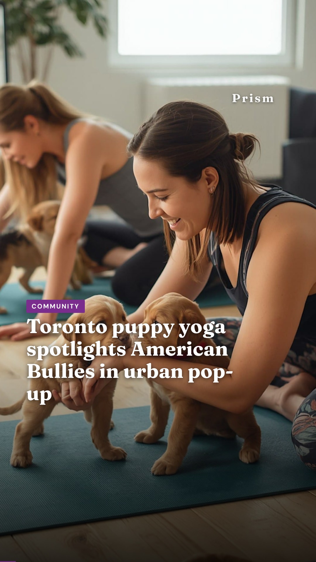 Toronto puppy yoga spotlights American Bullies in urban pop-up