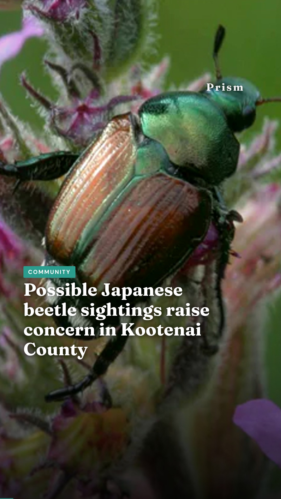 Possible Japanese beetle sightings raise concern in Kootenai County
