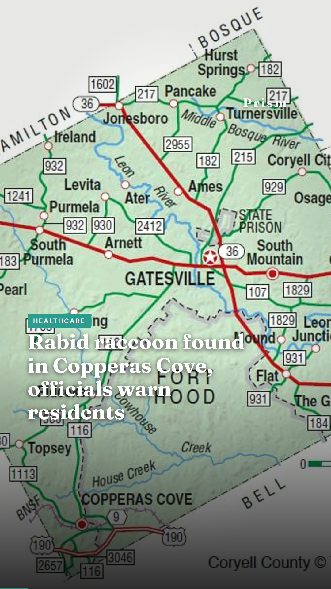 Rabid raccoon found in Copperas Cove, officials warn residents