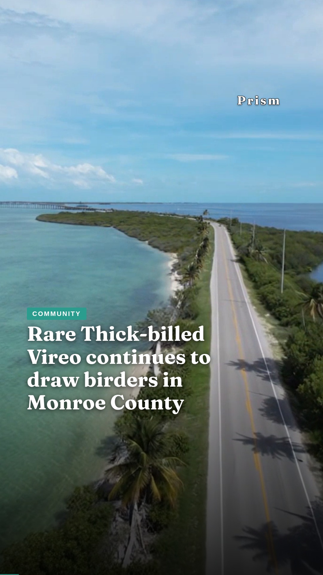 Rare Thick-billed Vireo continues to draw birders in Monroe County