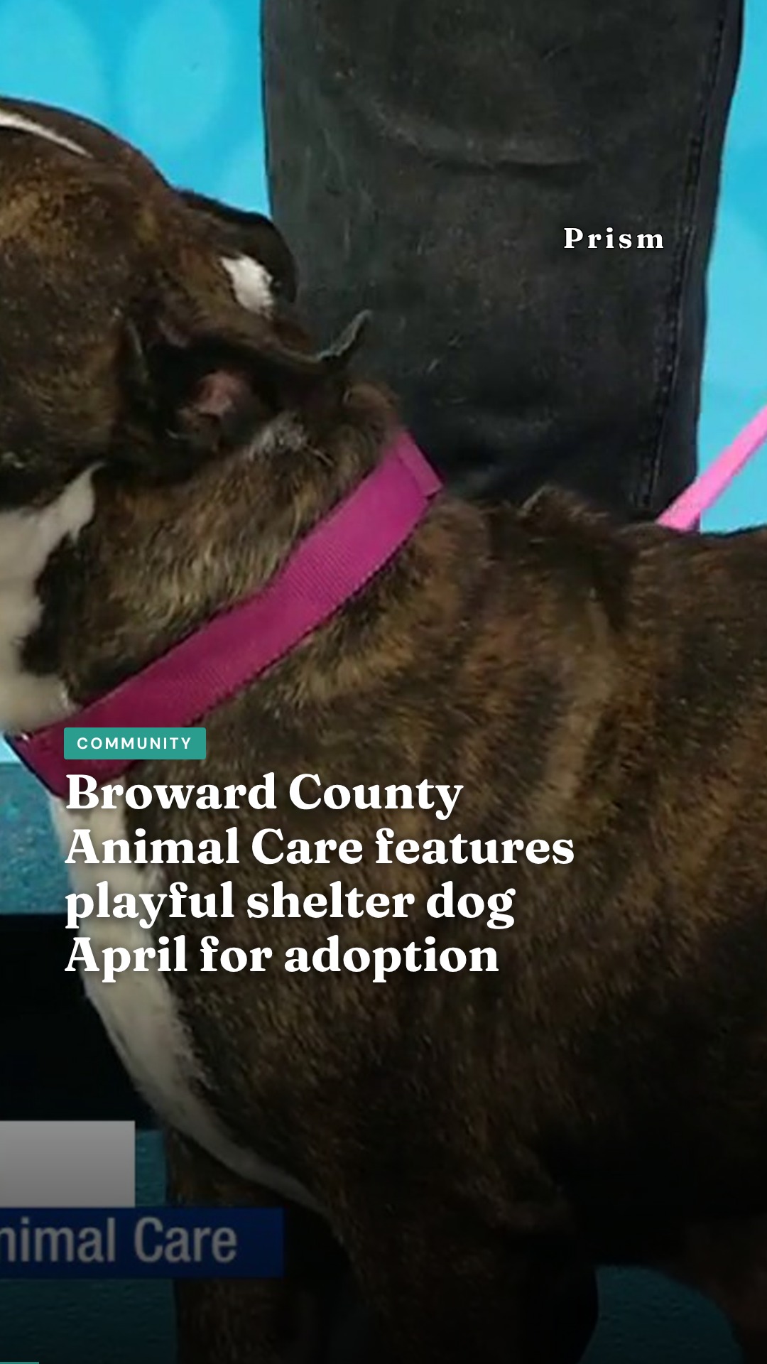 Broward County Animal Care features playful shelter dog April for adoption