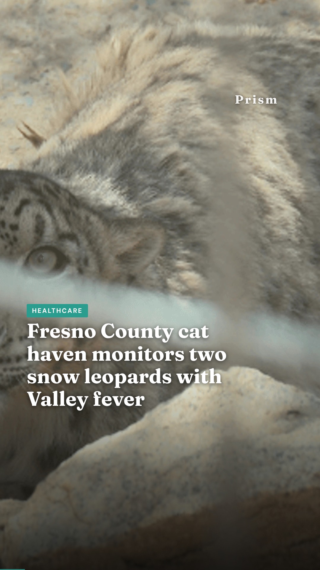 Fresno County cat haven monitors two snow leopards with Valley fever