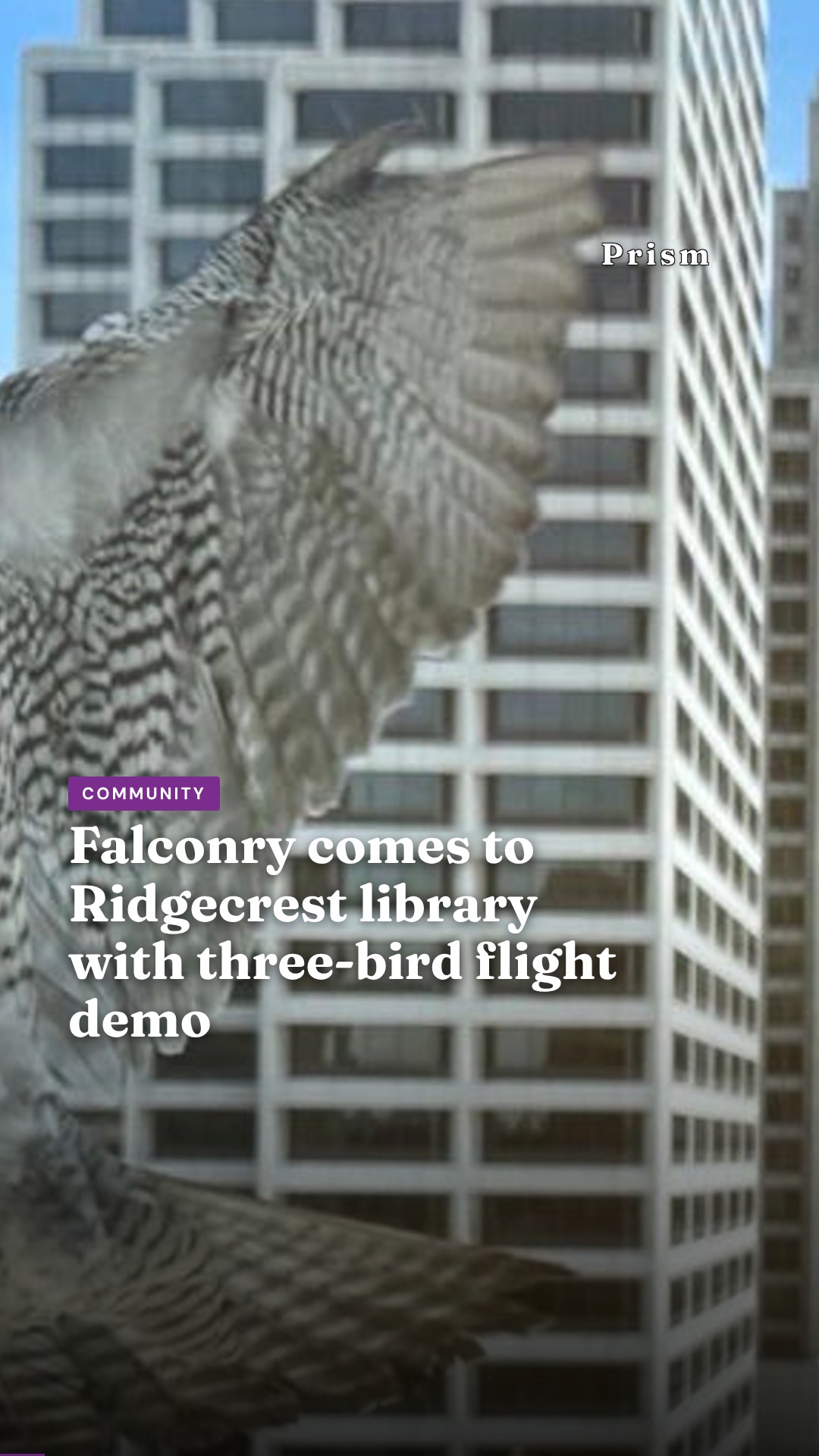 Falconry comes to Ridgecrest library with three-bird flight demo
