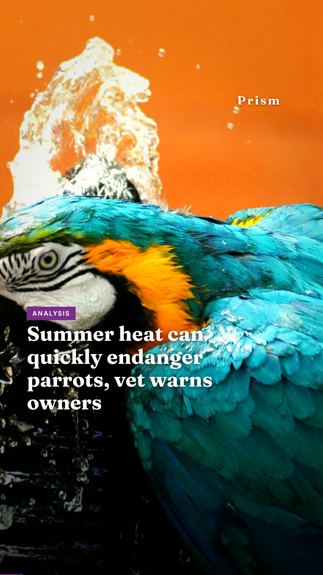 Summer heat can quickly endanger parrots, vet warns owners