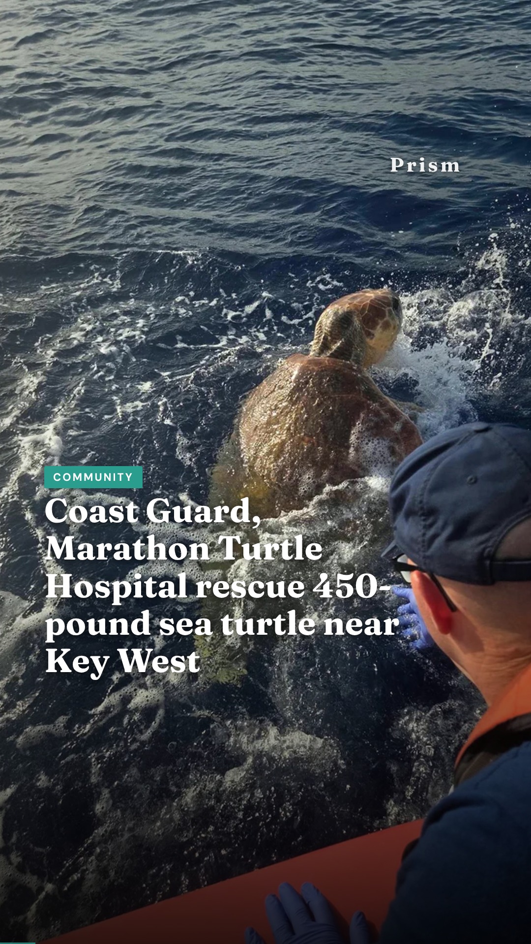 Coast Guard, Marathon Turtle Hospital rescue 450-pound sea turtle near Key West