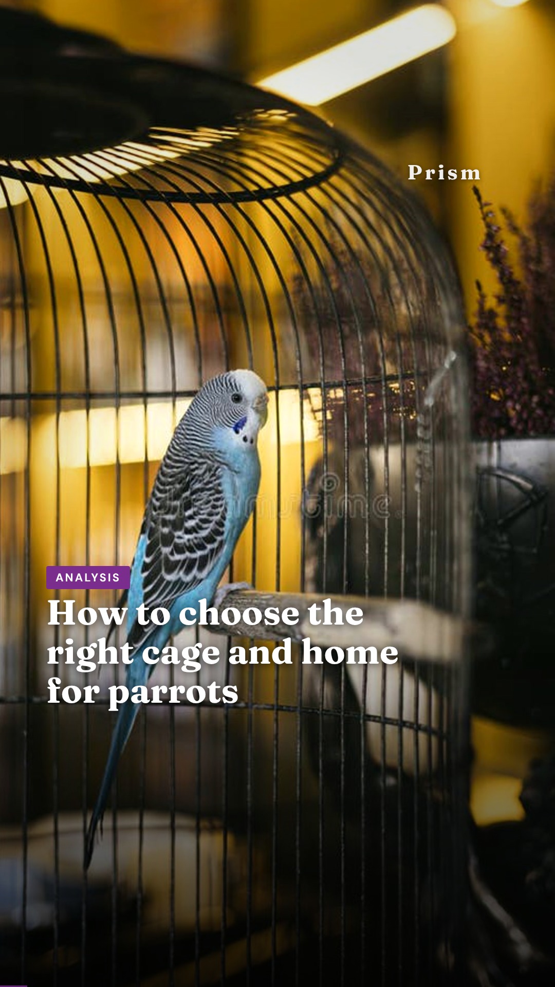 How to choose the right cage and home for parrots
