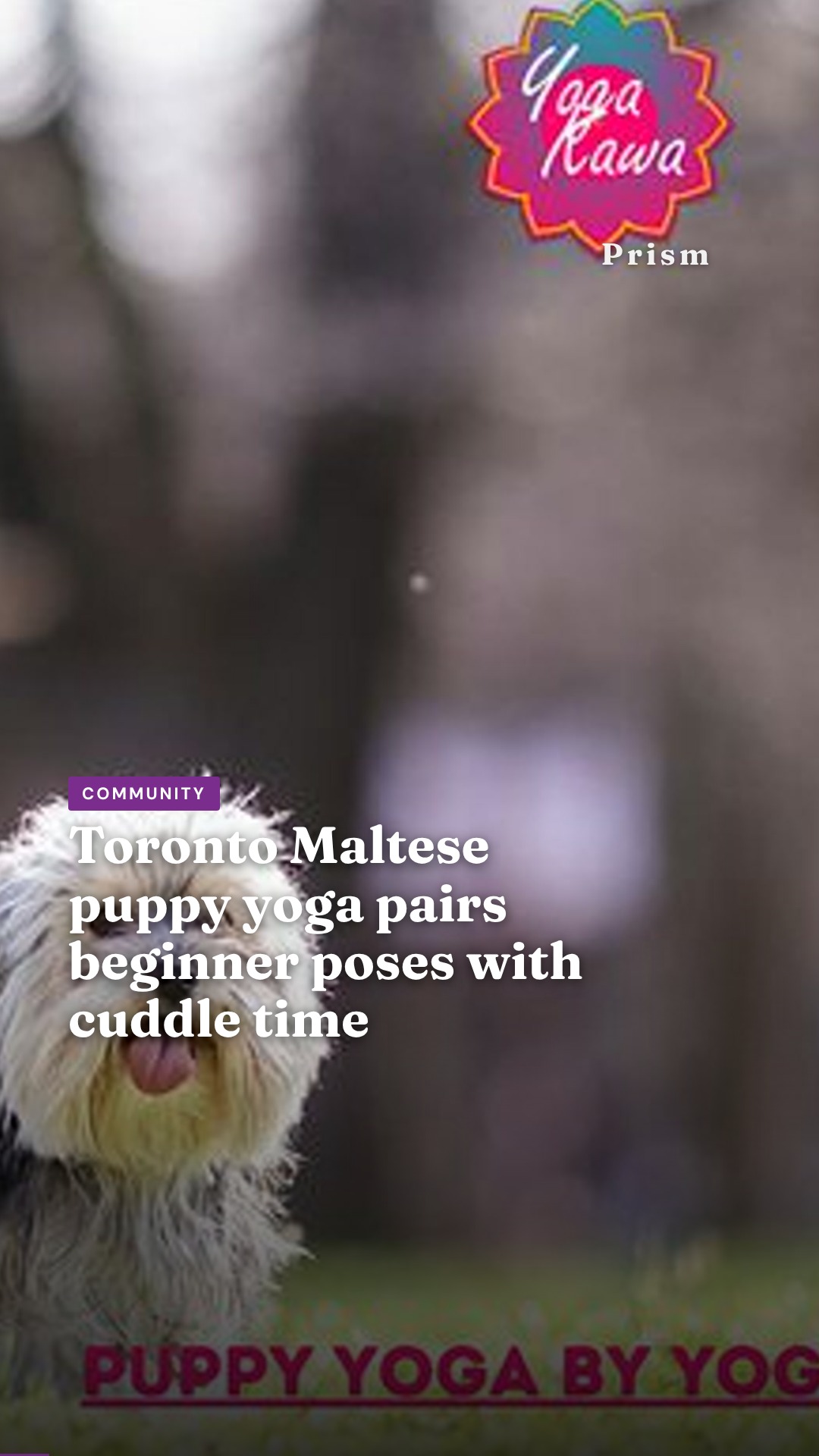 Toronto Maltese puppy yoga pairs beginner poses with cuddle time