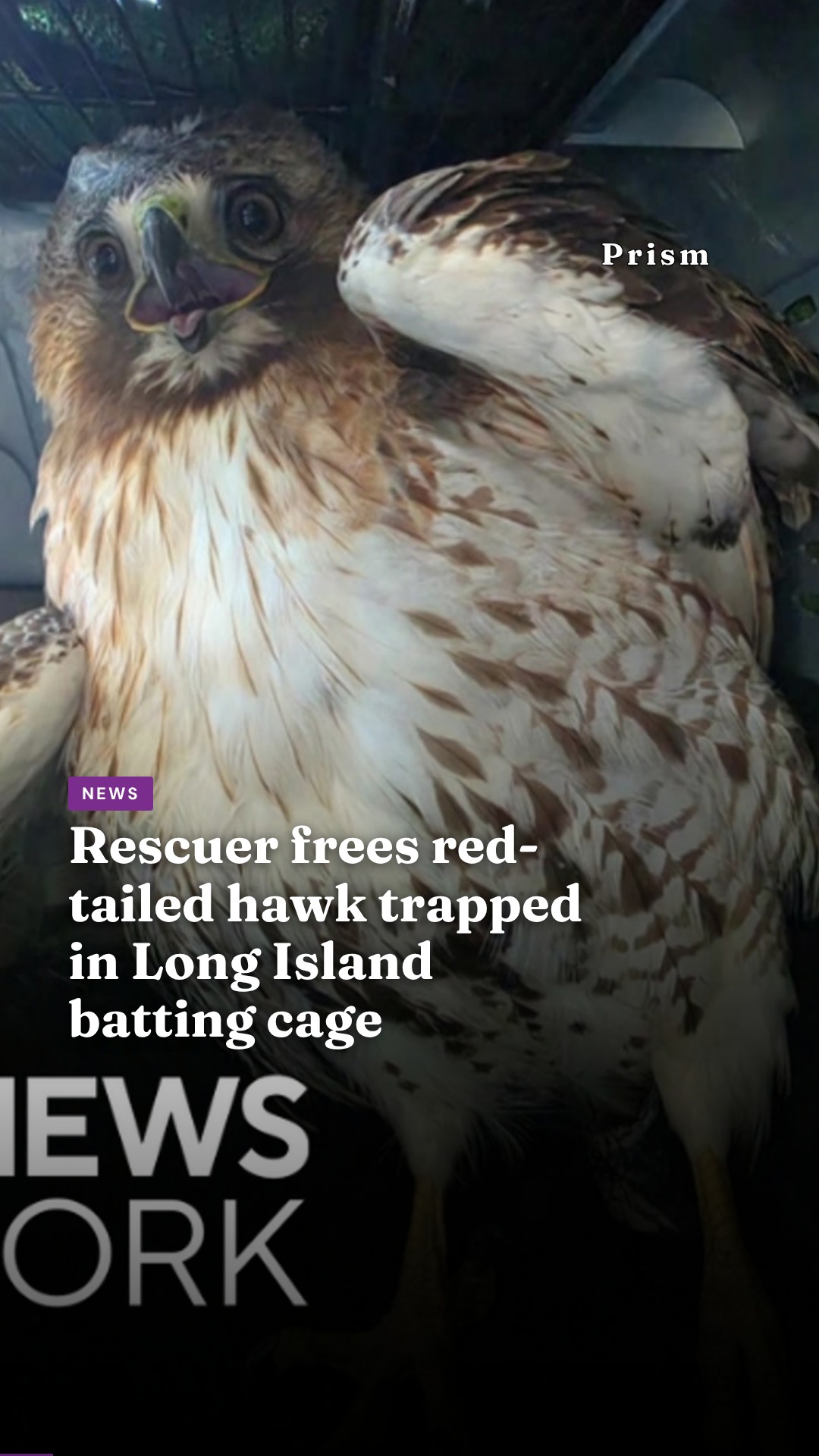 Rescuer frees red-tailed hawk trapped in Long Island batting cage