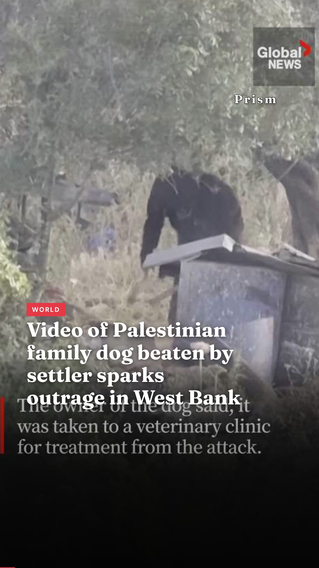 Video of Palestinian family dog beaten by settler sparks outrage in West Bank