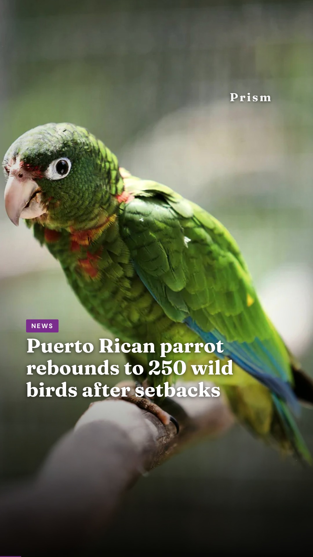Puerto Rican parrot rebounds to 250 wild birds after setbacks