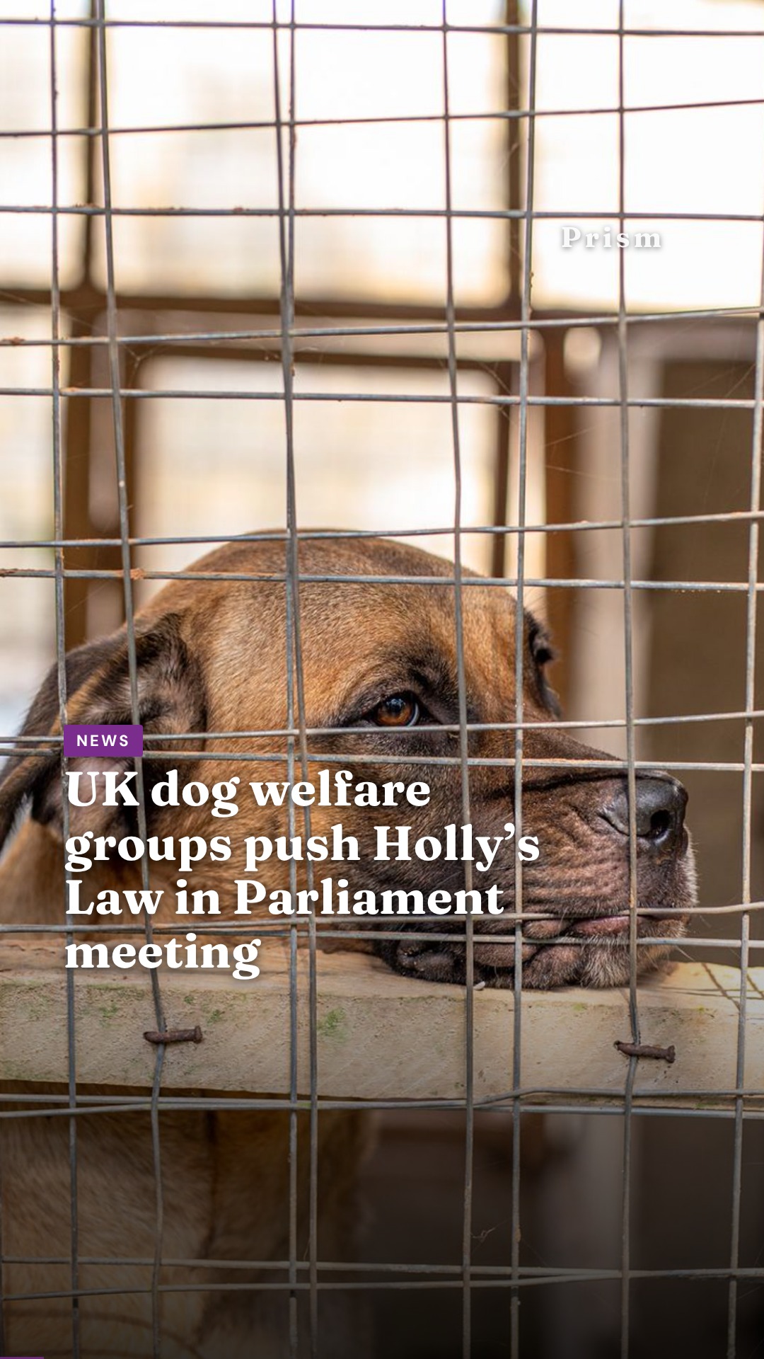 UK dog welfare groups push Holly’s Law in Parliament meeting