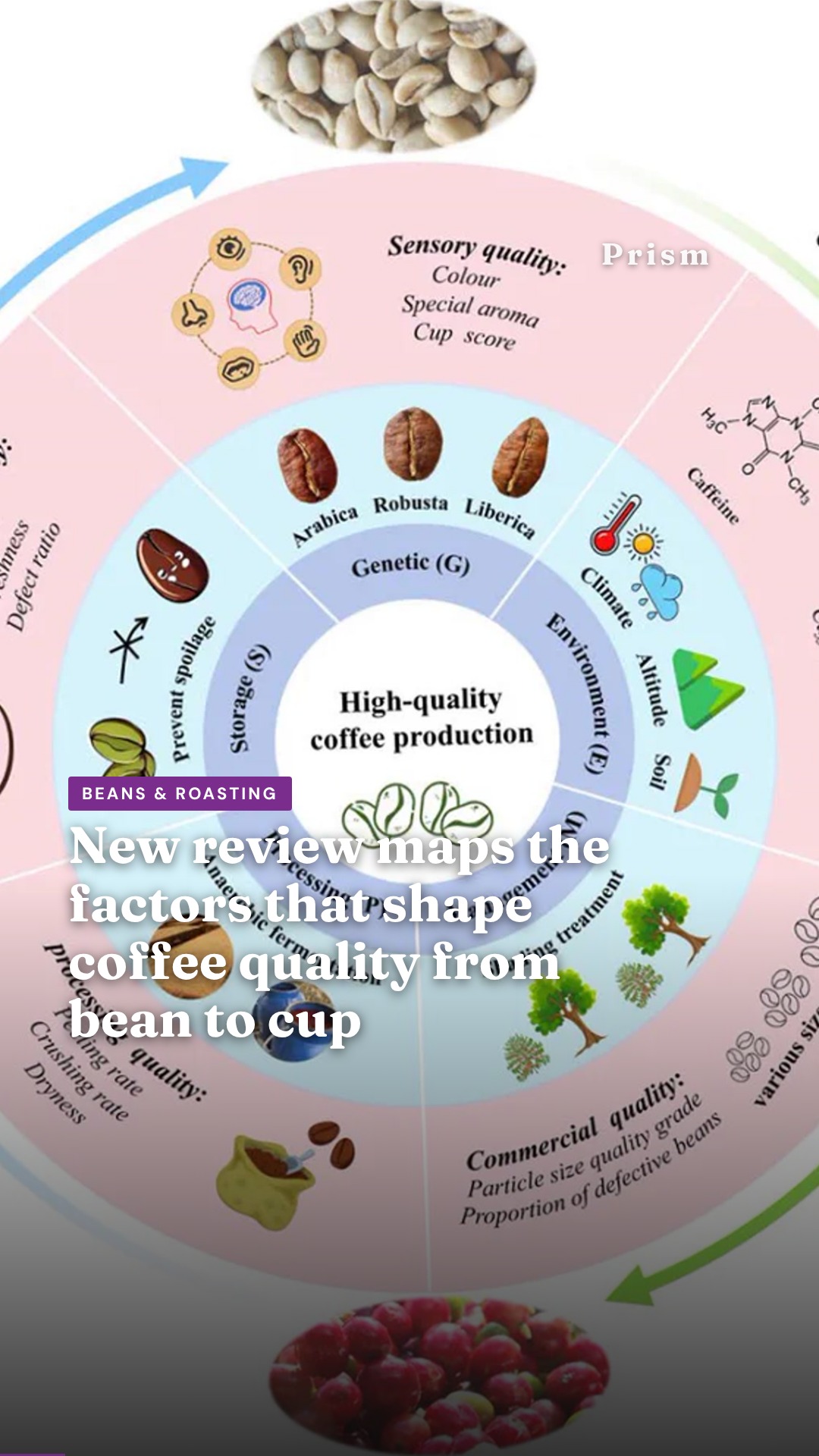 New review maps the factors that shape coffee quality from bean to cup