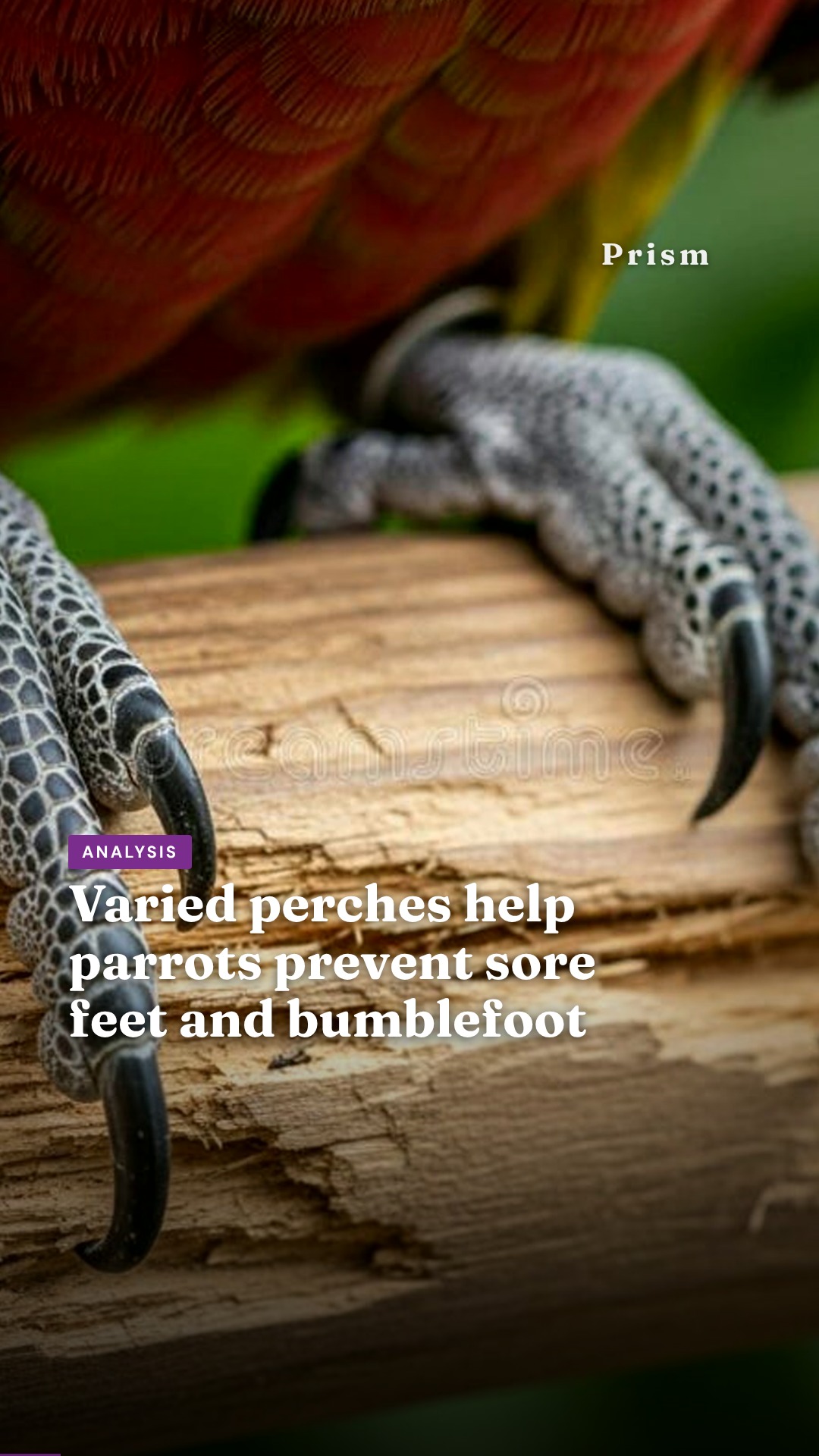 Varied perches help parrots prevent sore feet and bumblefoot
