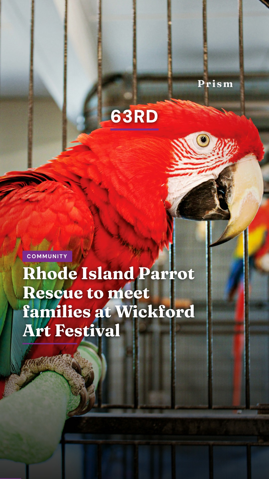 Rhode Island Parrot Rescue to meet families at Wickford Art Festival