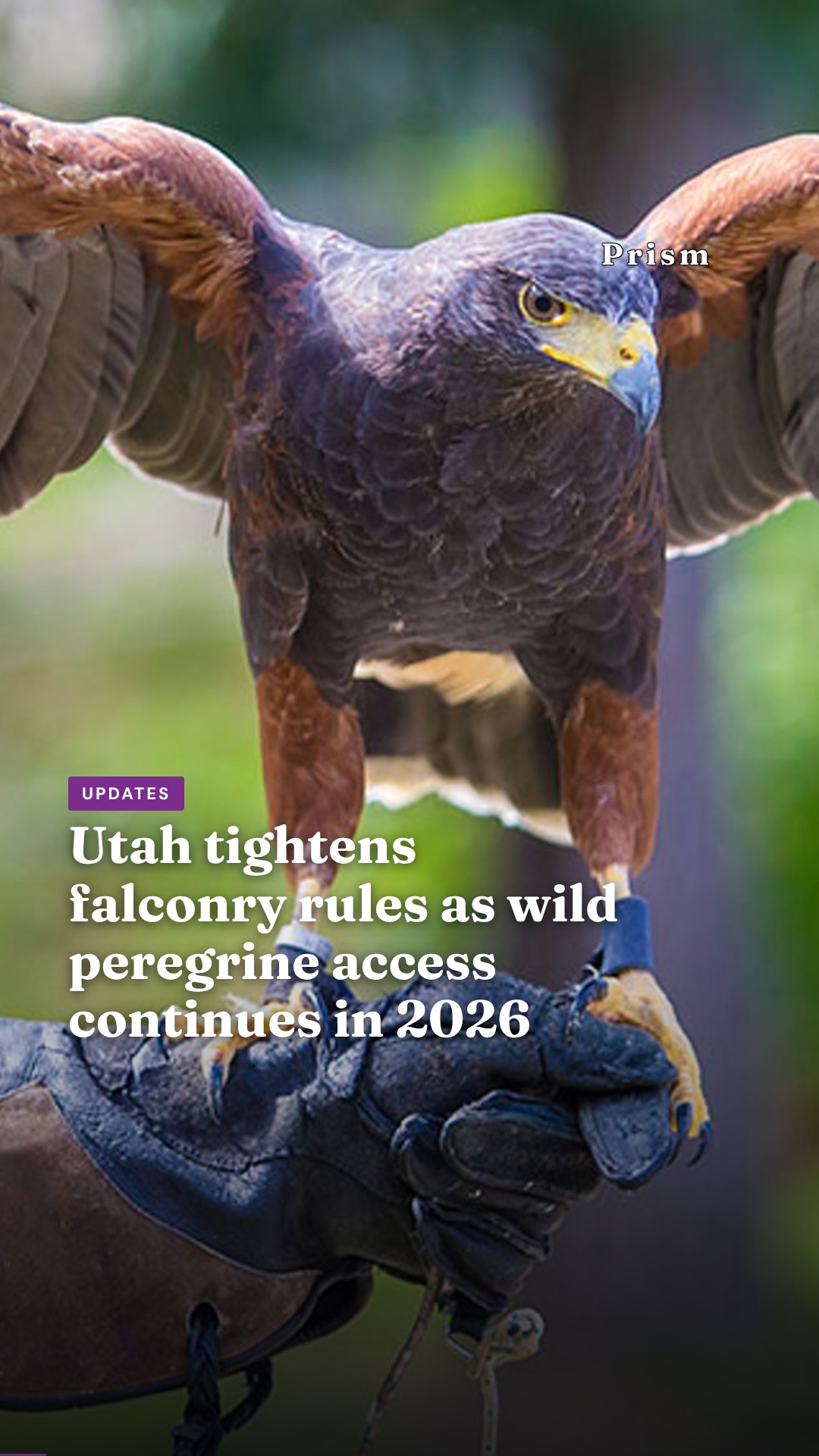 Utah tightens falconry rules as wild peregrine access continues in 2026