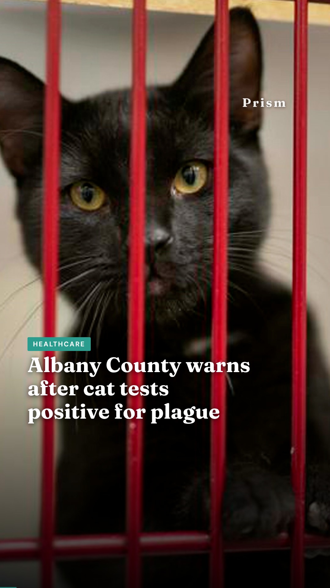 Albany County warns after cat tests positive for plague