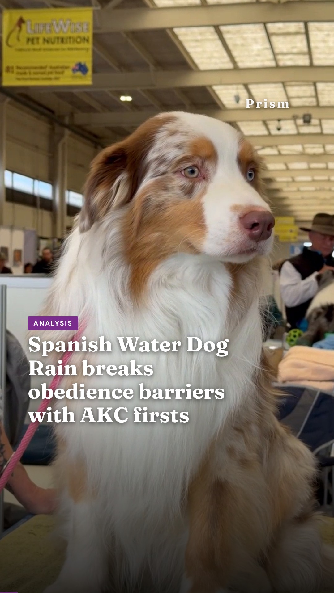 Spanish Water Dog Rain breaks obedience barriers with AKC firsts