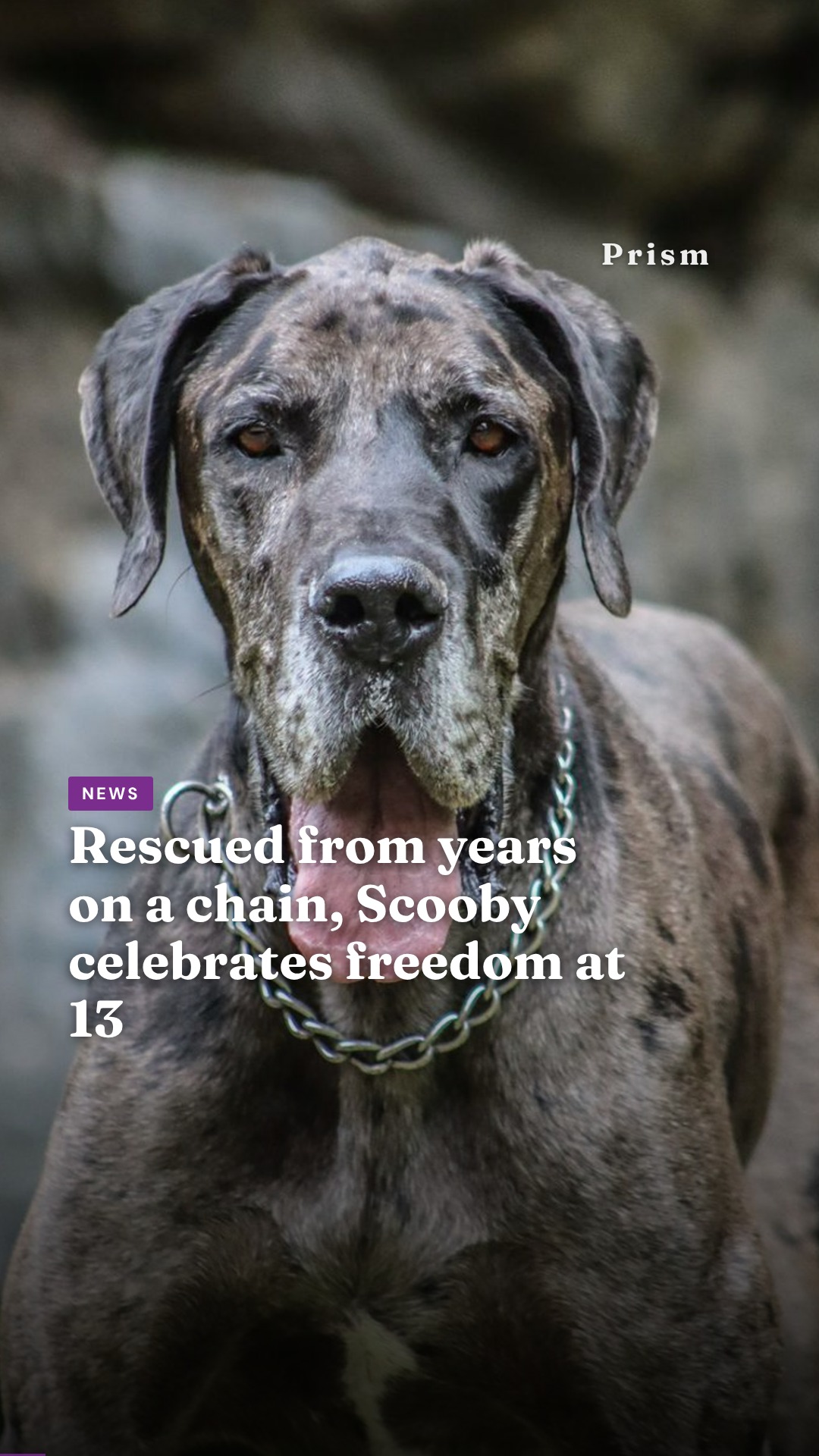 Rescued from years on a chain, Scooby celebrates freedom at 13