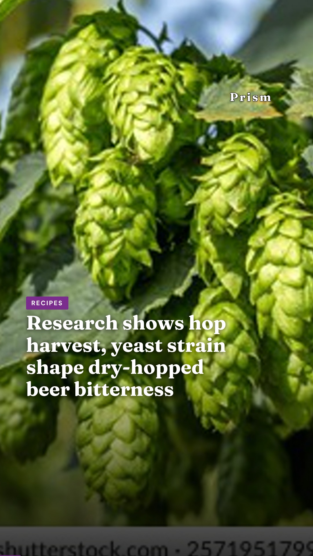 Research shows hop harvest, yeast strain shape dry-hopped beer bitterness