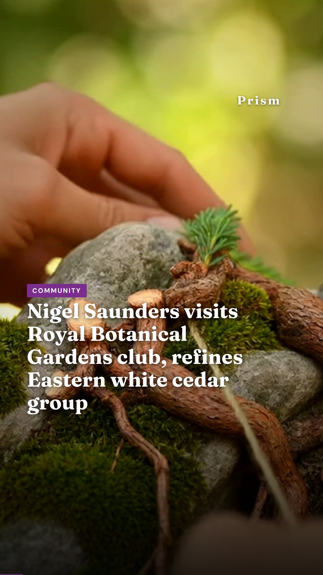 Nigel Saunders visits Royal Botanical Gardens club, refines Eastern white cedar group