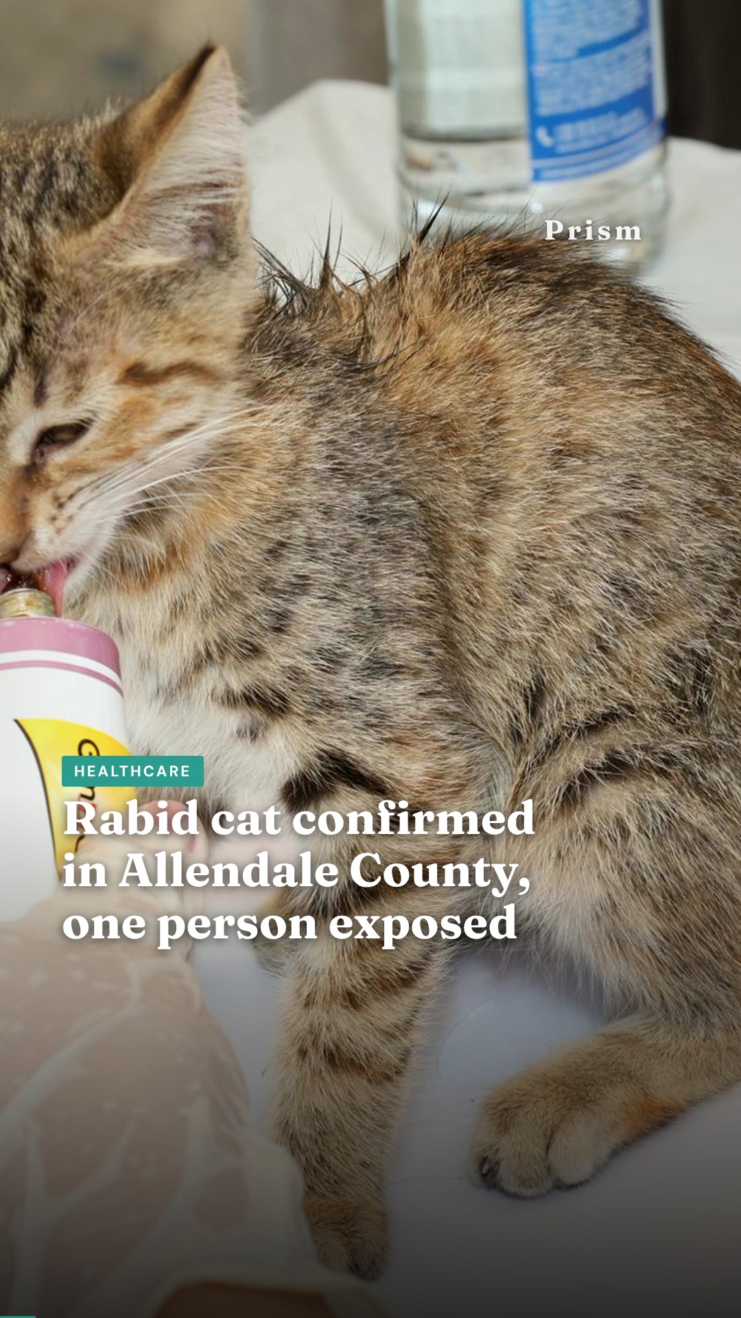 Rabid cat confirmed in Allendale County, one person exposed
