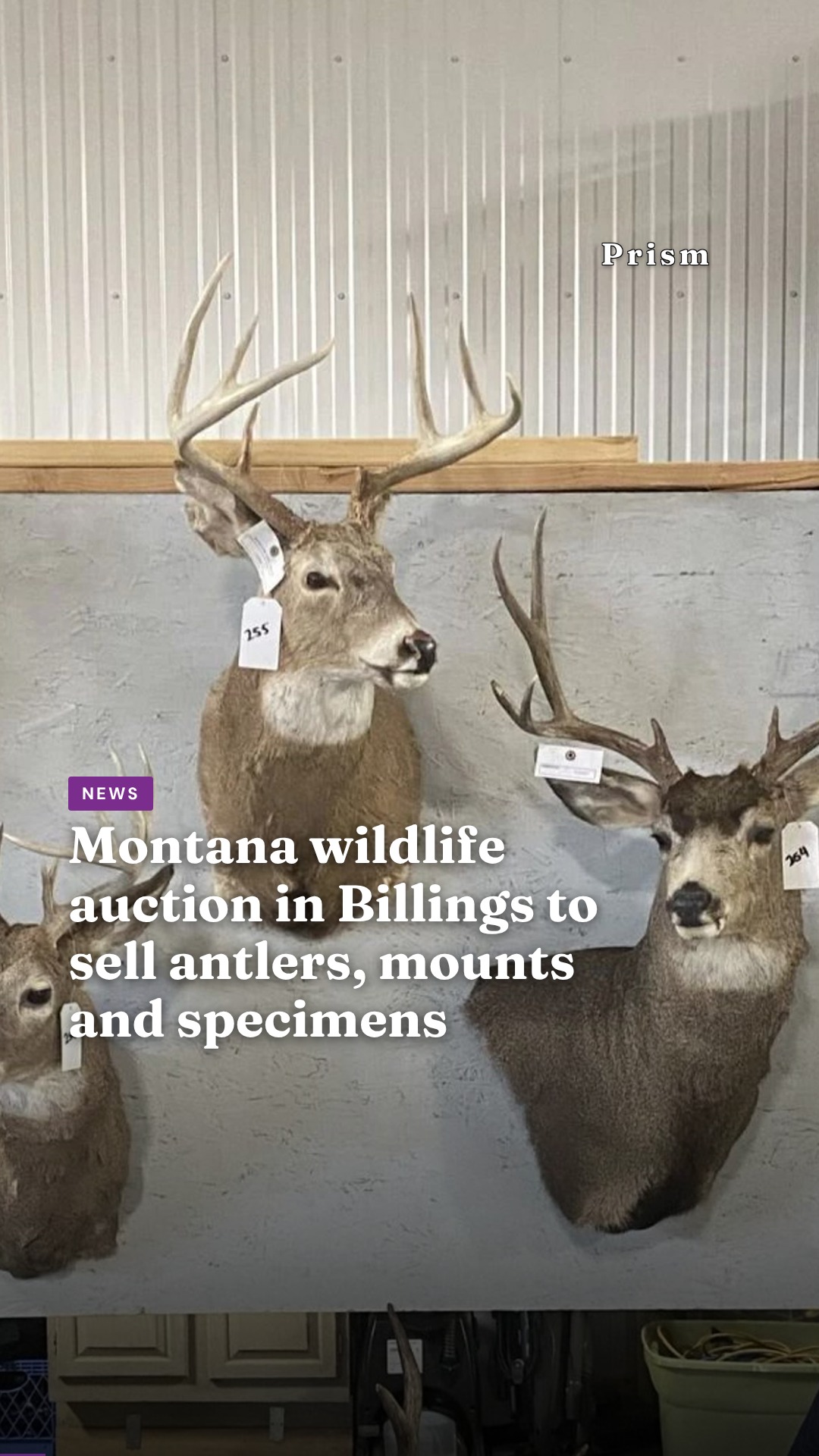 Montana wildlife auction in Billings to sell antlers, mounts and specimens