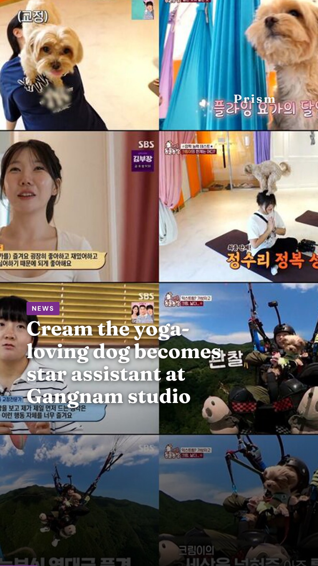 Cream the yoga-loving dog becomes star assistant at Gangnam studio