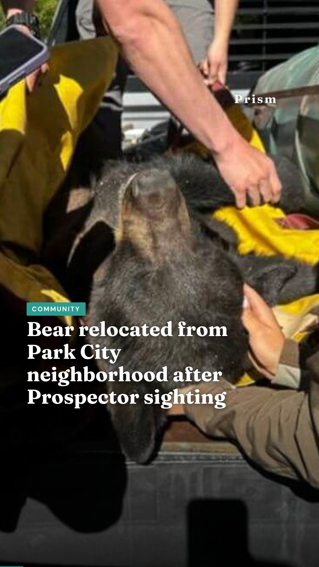 Bear relocated from Park City neighborhood after Prospector sighting