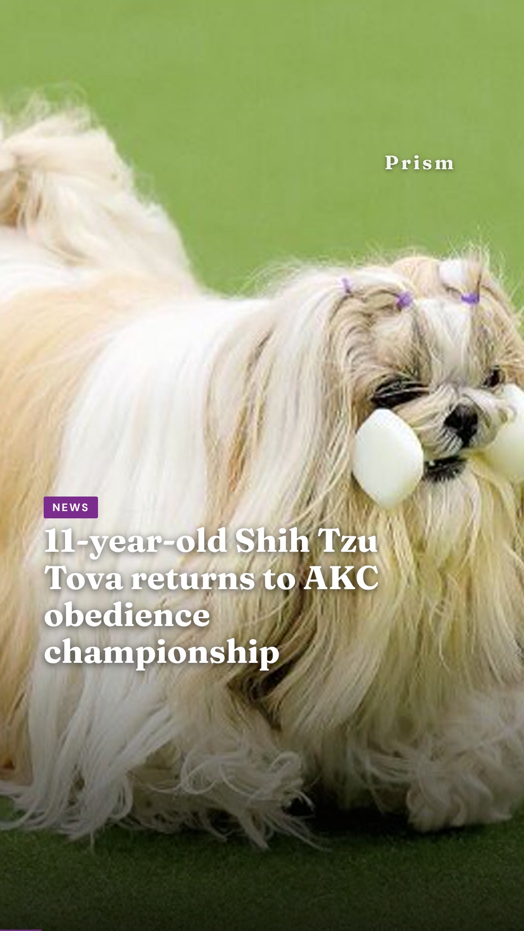 11-year-old Shih Tzu Tova returns to AKC obedience championship