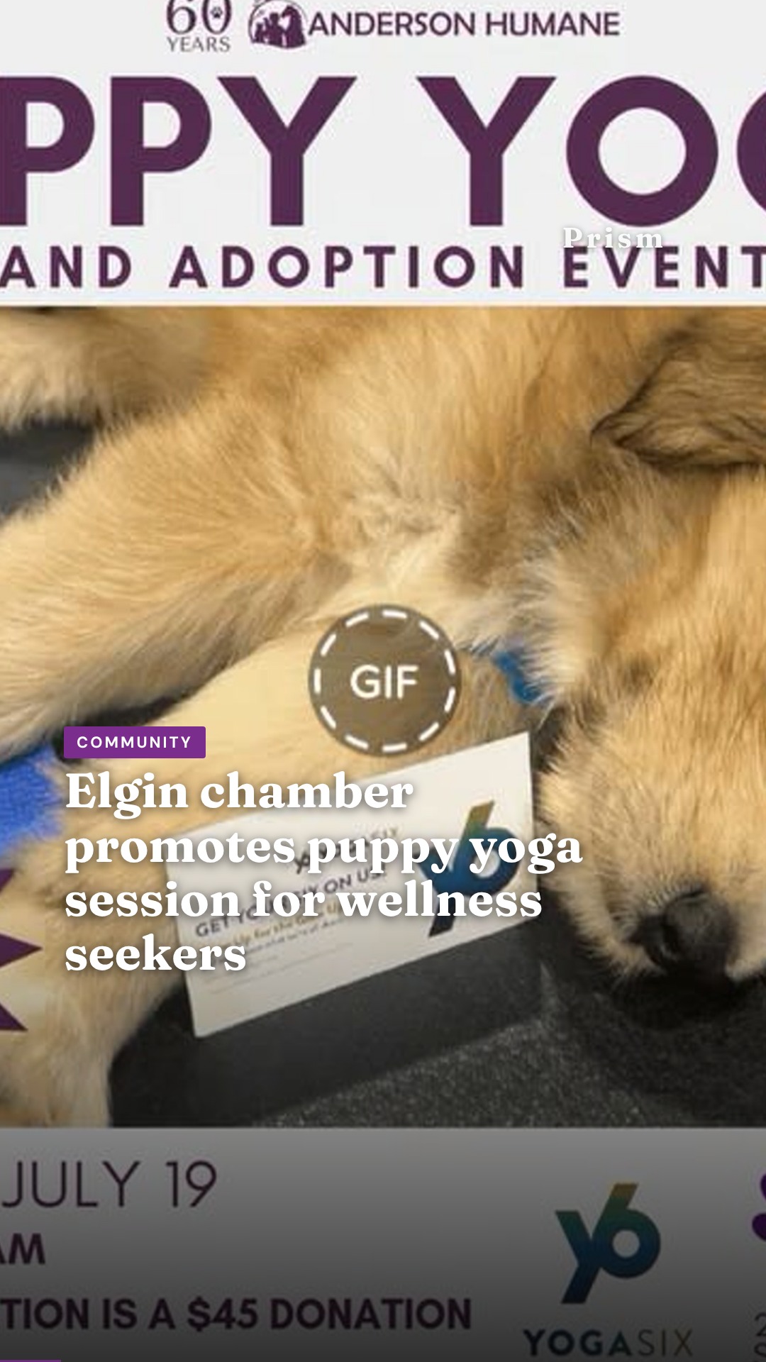 Elgin chamber promotes puppy yoga session for wellness seekers