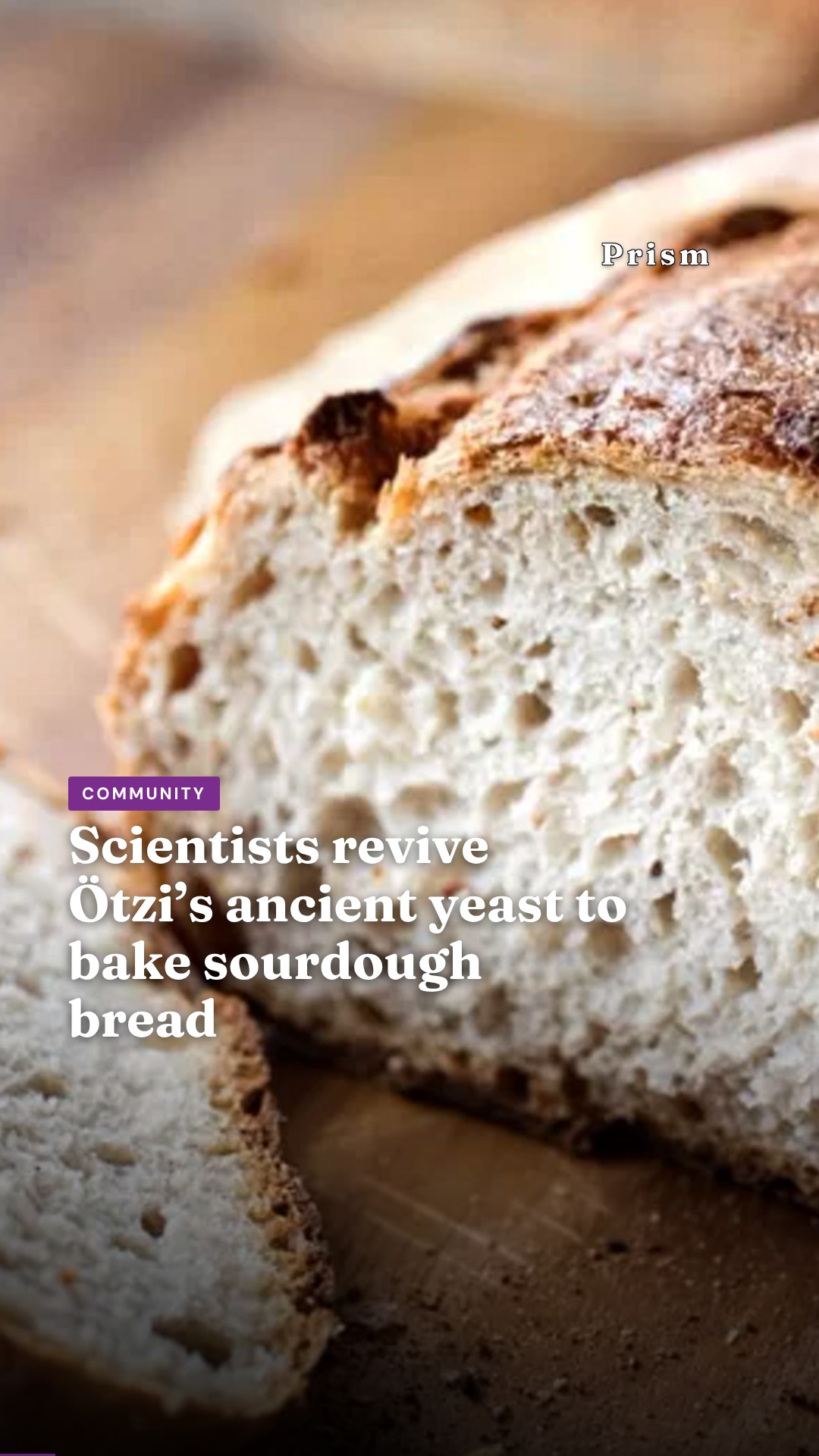 Scientists revive Ötzi’s ancient yeast to bake sourdough bread