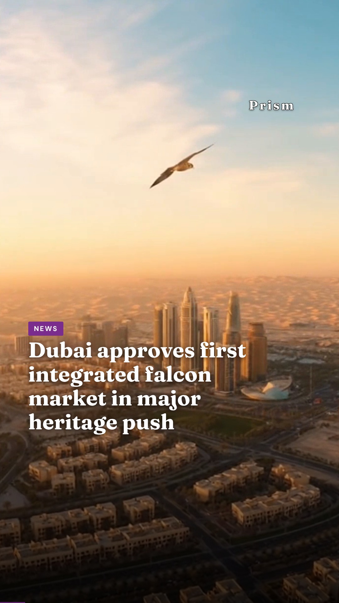 Dubai approves first integrated falcon market in major heritage push