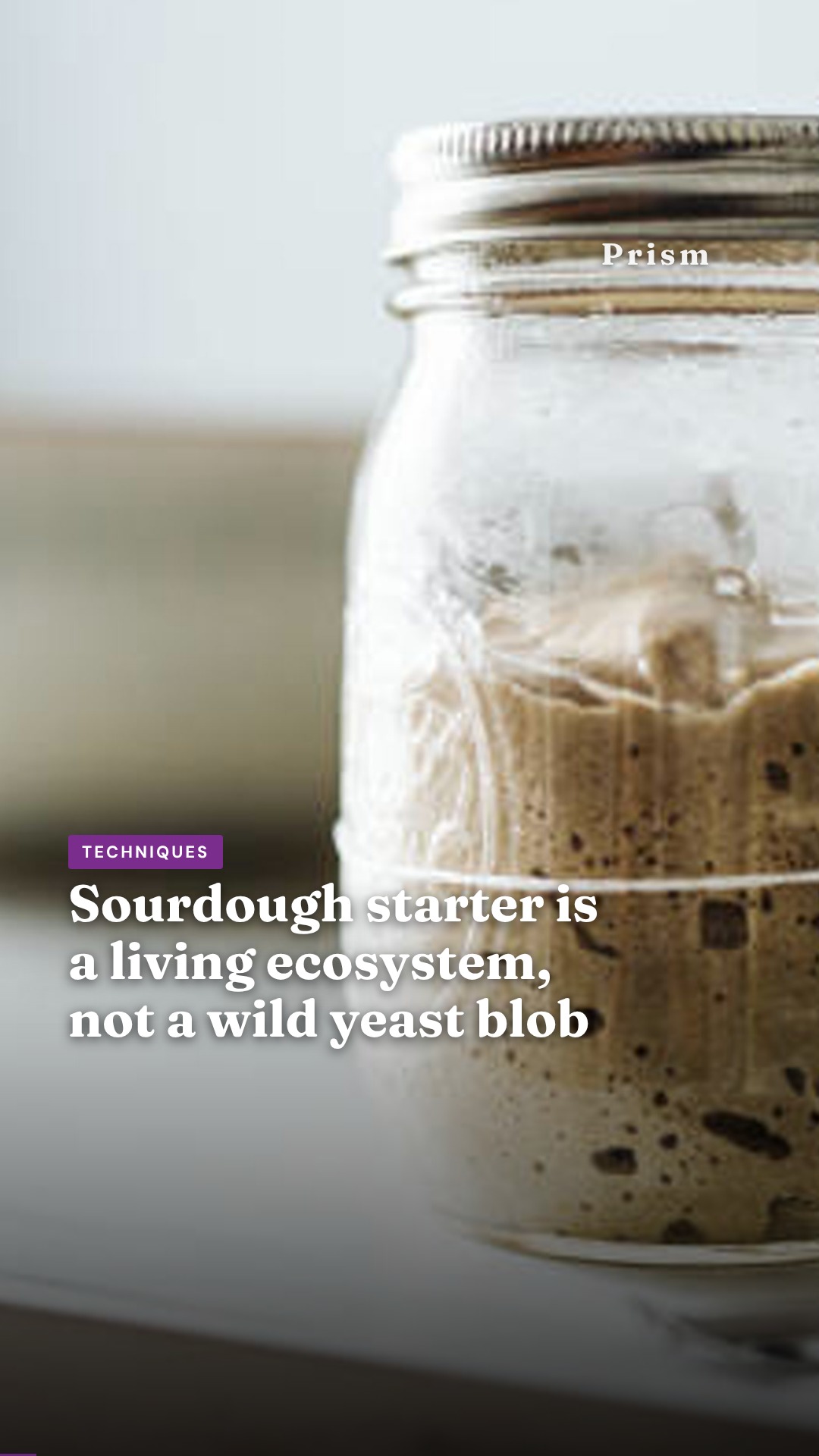Sourdough starter is a living ecosystem, not a wild yeast blob
