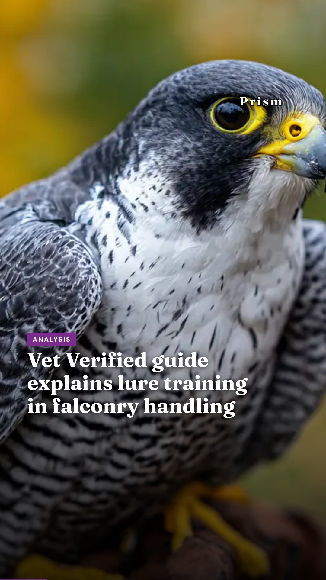 Vet Verified guide explains lure training in falconry handling