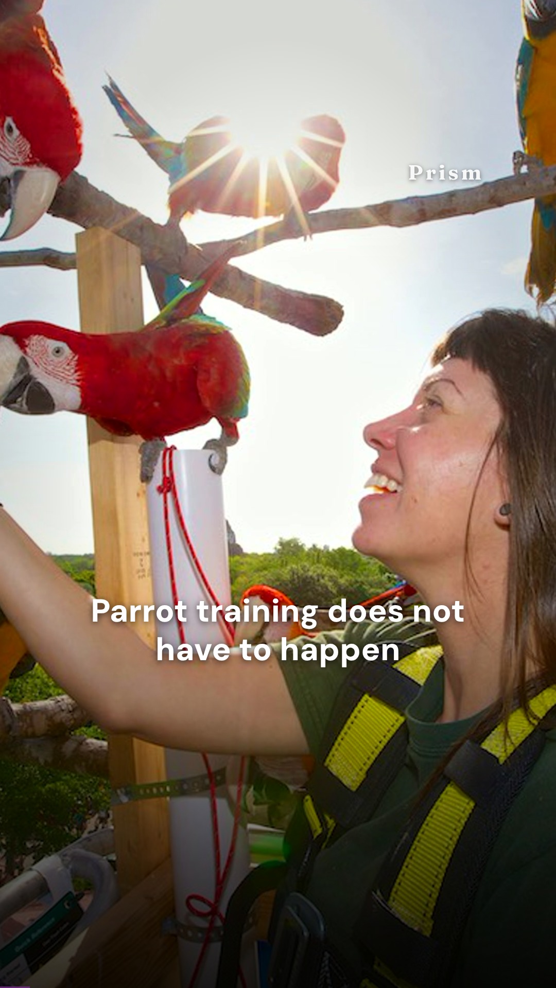 Natural Encounters offers live online parrot behavior and training course