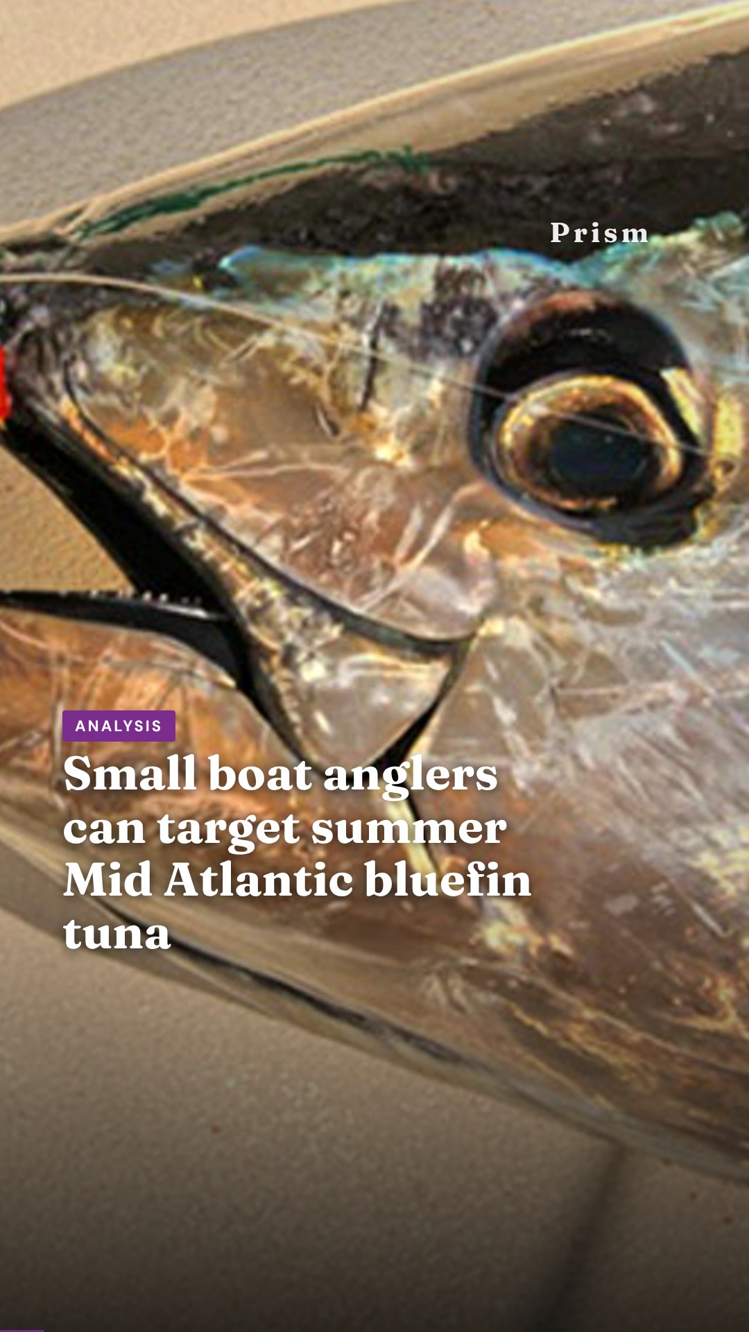 Small boat anglers can target summer Mid Atlantic bluefin tuna