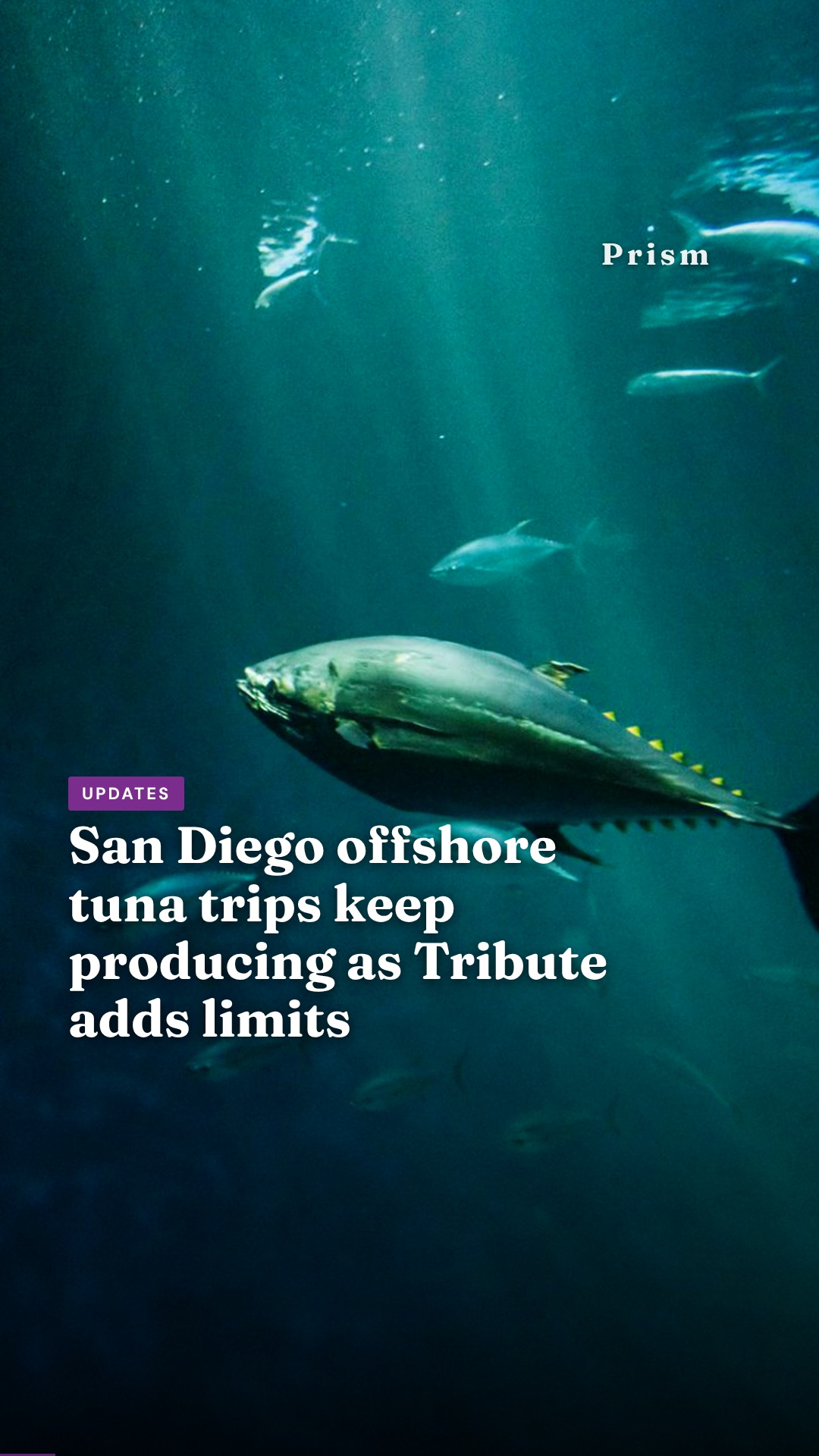 San Diego offshore tuna trips keep producing as Tribute adds limits