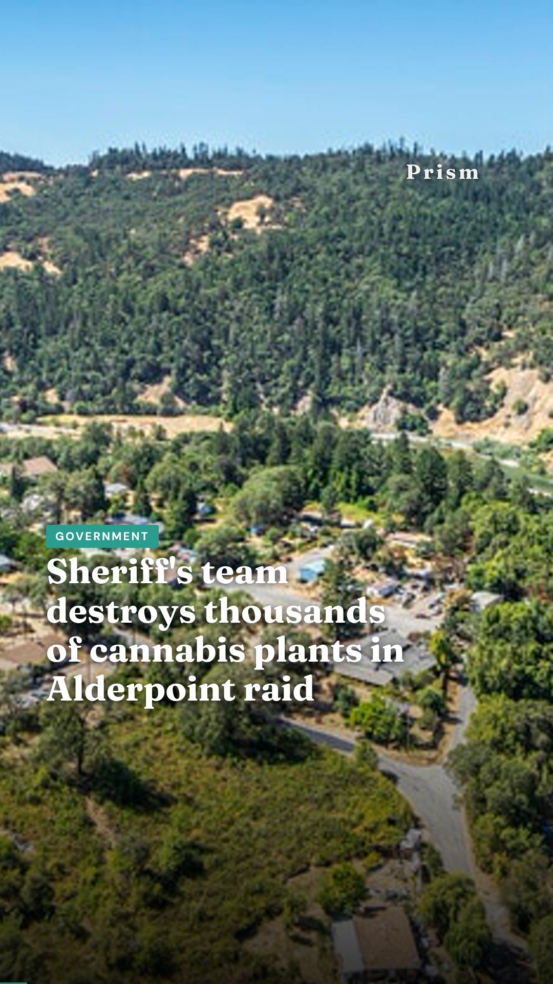 Sheriff's team destroys thousands of cannabis plants in Alderpoint raid
