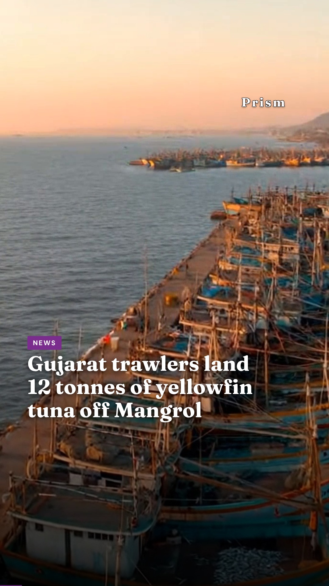 Gujarat trawlers land 12 tonnes of yellowfin tuna off Mangrol