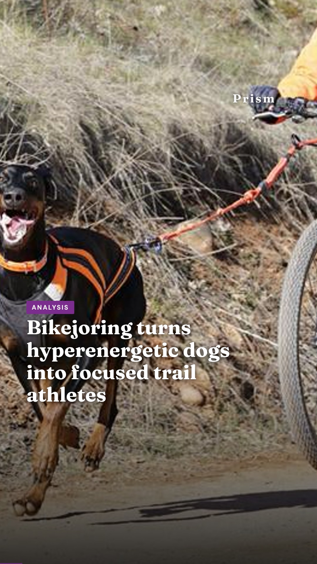 Bikejoring turns hyperenergetic dogs into focused trail athletes