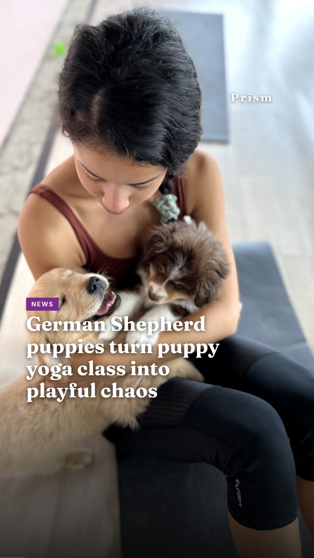 German Shepherd puppies turn puppy yoga class into playful chaos