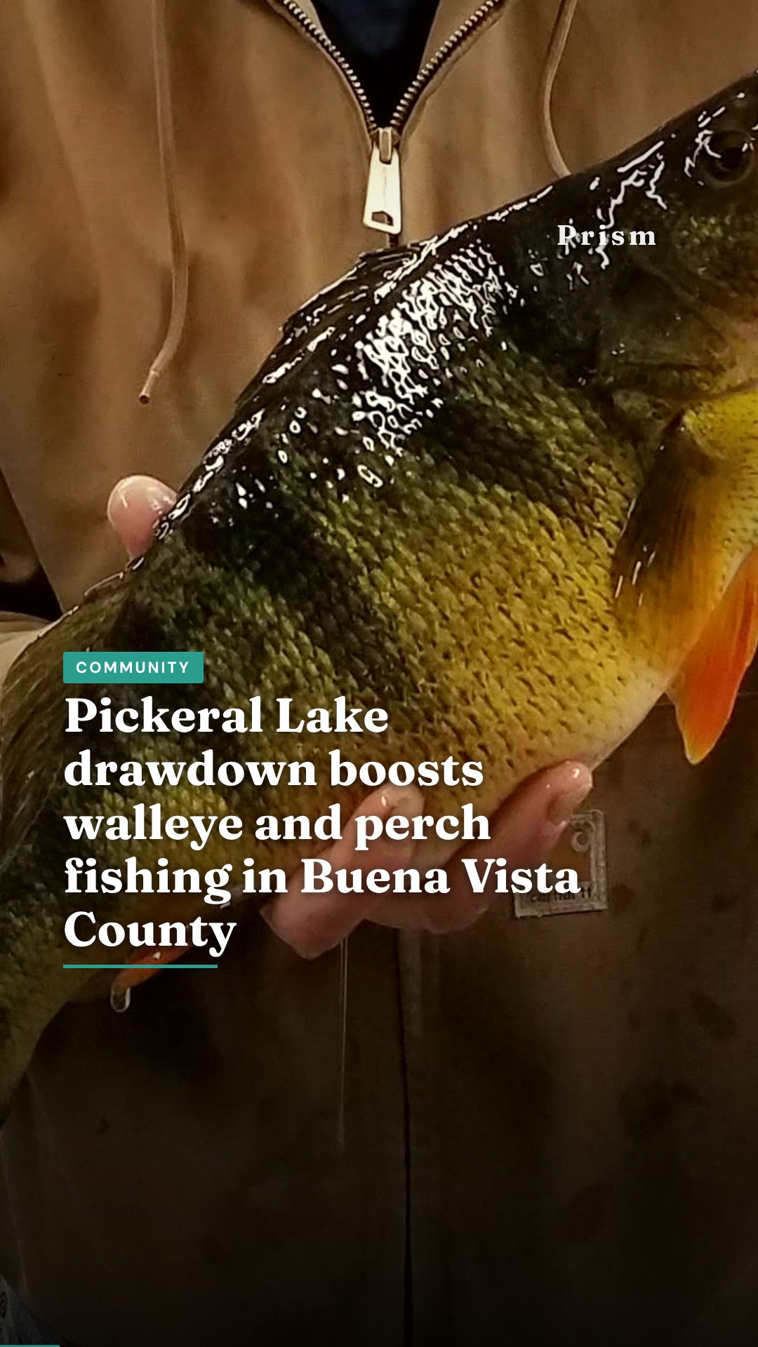 Pickeral Lake drawdown boosts walleye and perch fishing in Buena Vista County