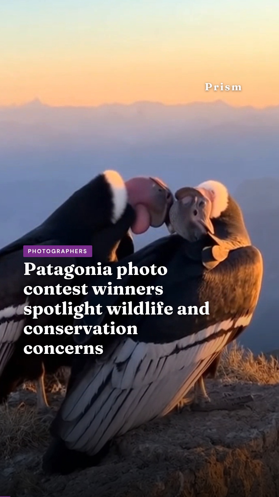 Patagonia photo contest winners spotlight wildlife and conservation concerns