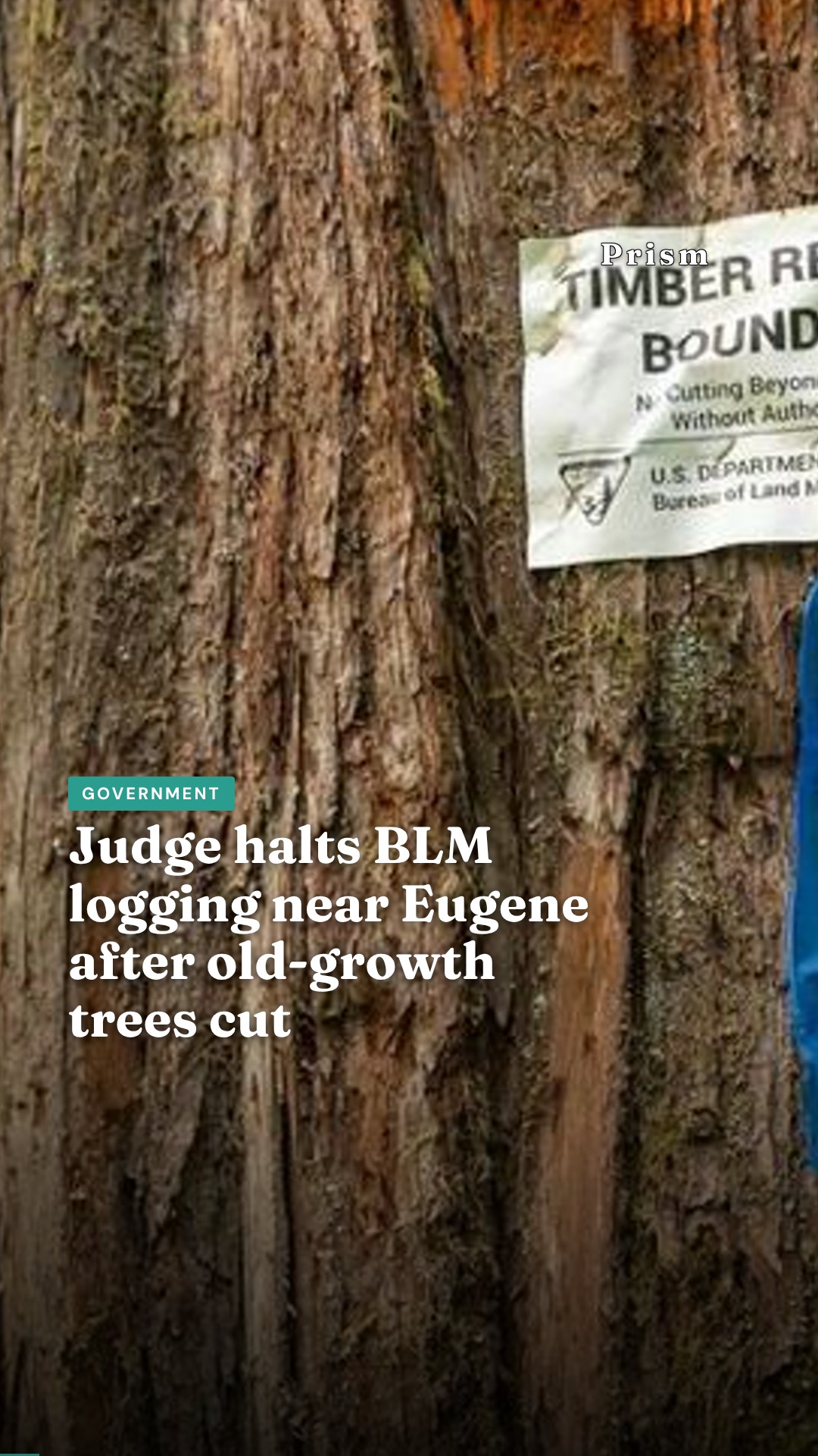 Judge halts BLM logging near Eugene after old-growth trees cut