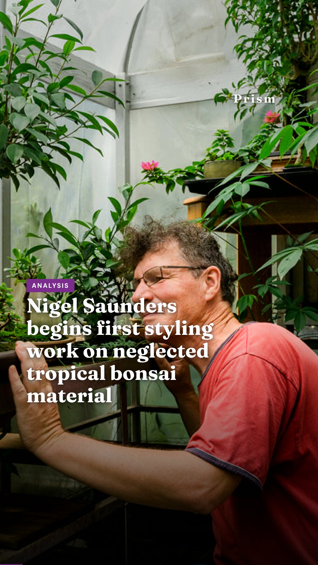 Nigel Saunders begins first styling work on neglected tropical bonsai material