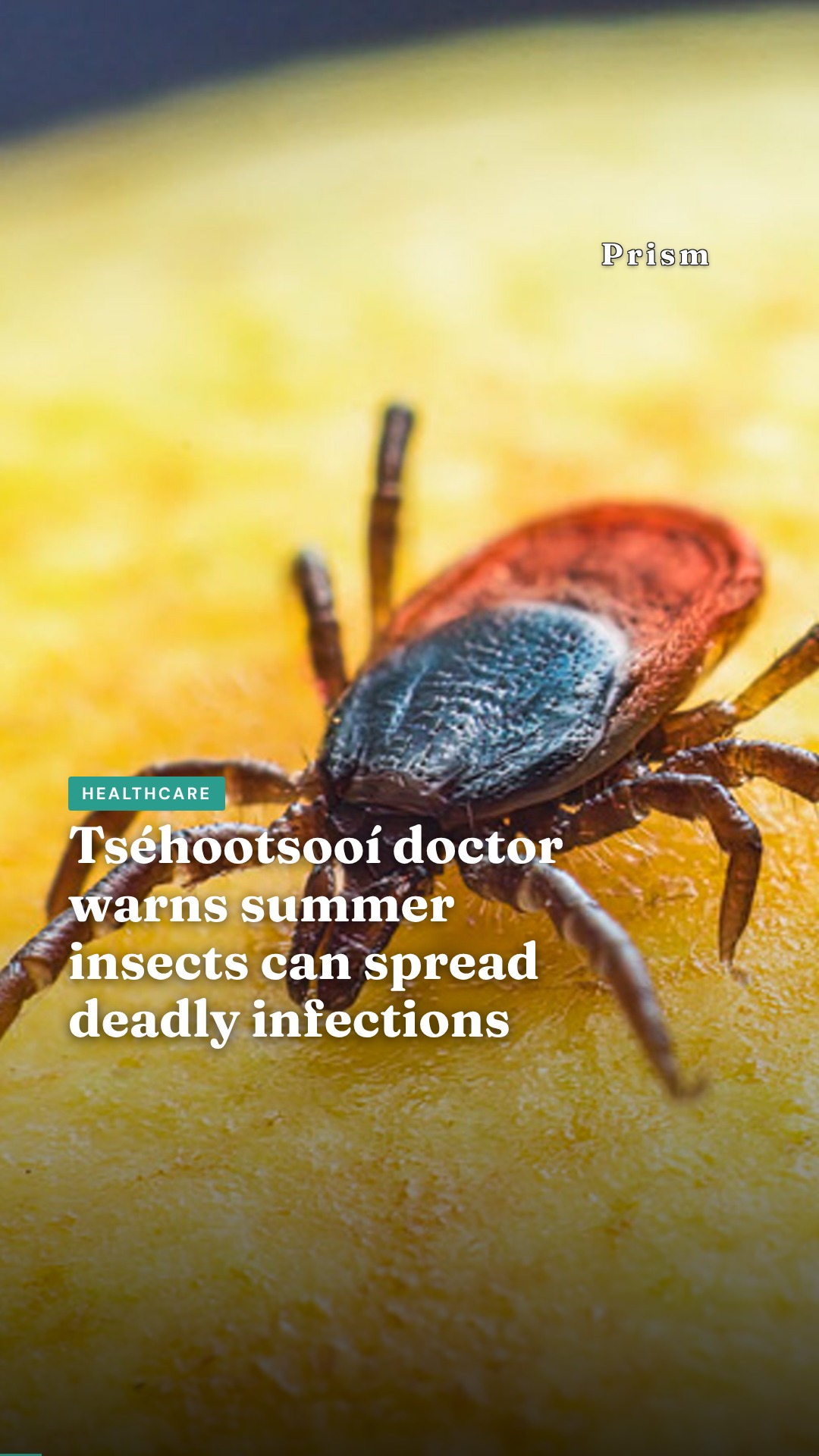 Tséhootsooí doctor warns summer insects can spread deadly infections