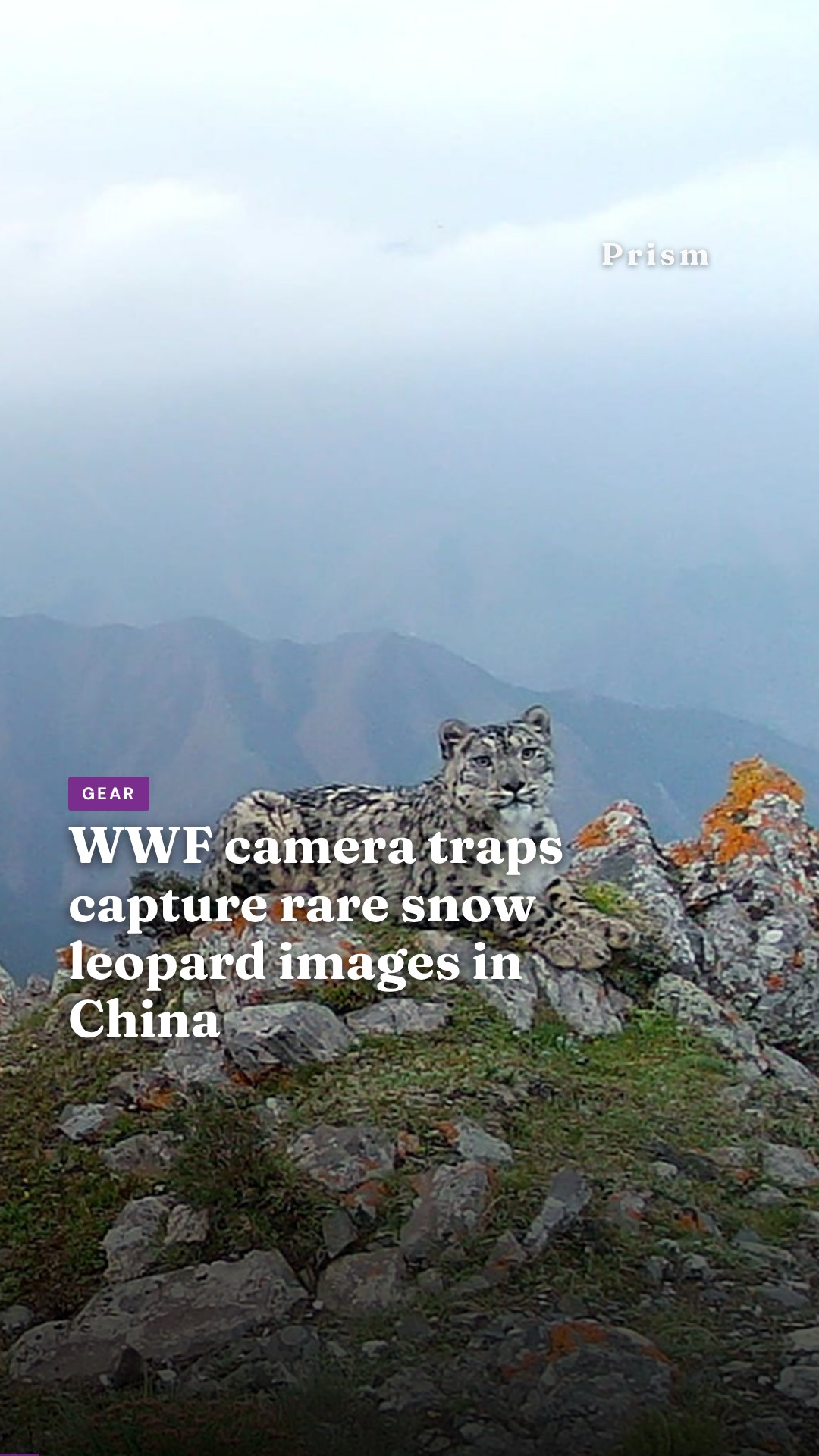 WWF camera traps capture rare snow leopard images in China