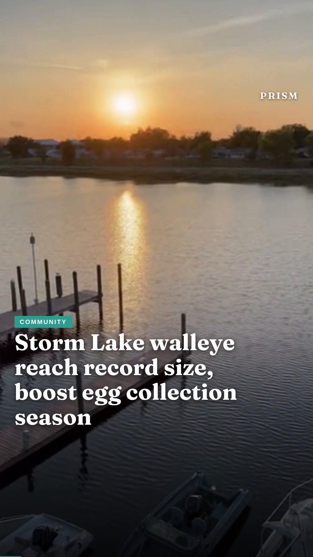 Storm Lake walleye reach record size, boost egg collection season